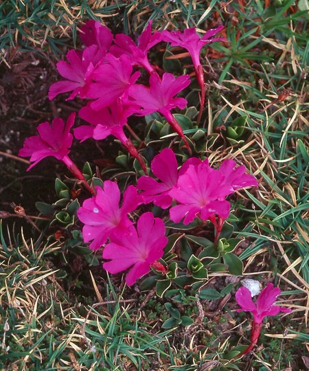 Primula wulfeniana