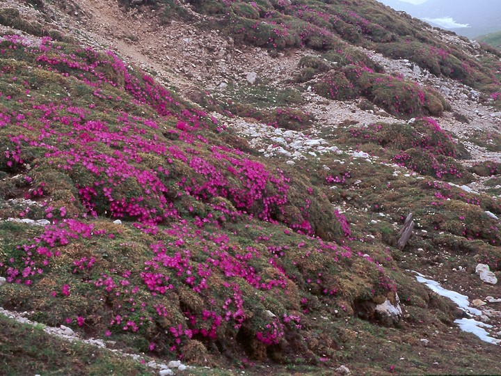 Primula wulfeniana