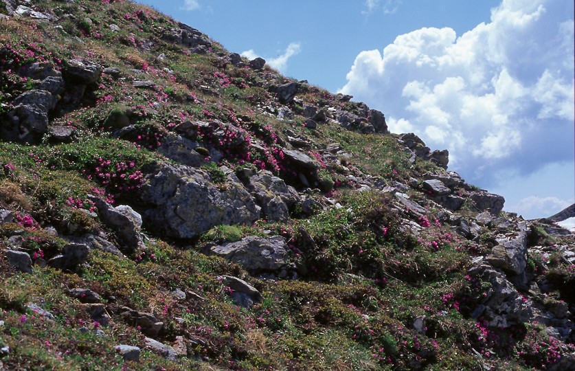 Primula minima