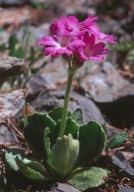 Primula villosa