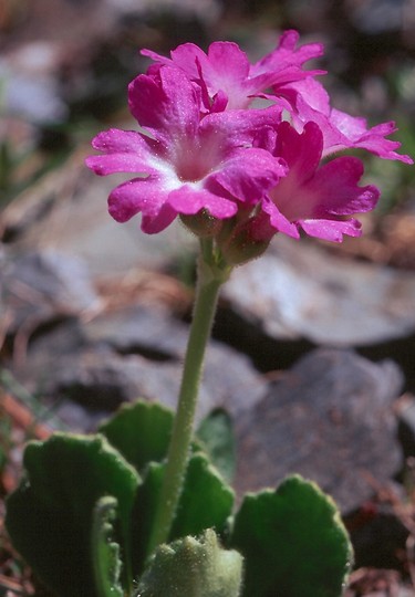 Primula villosa