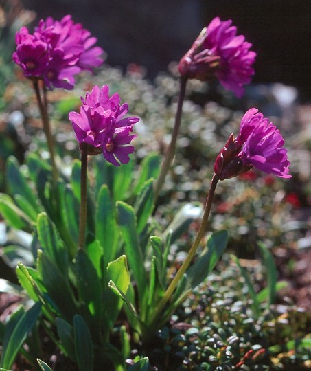 Primula glutinosa