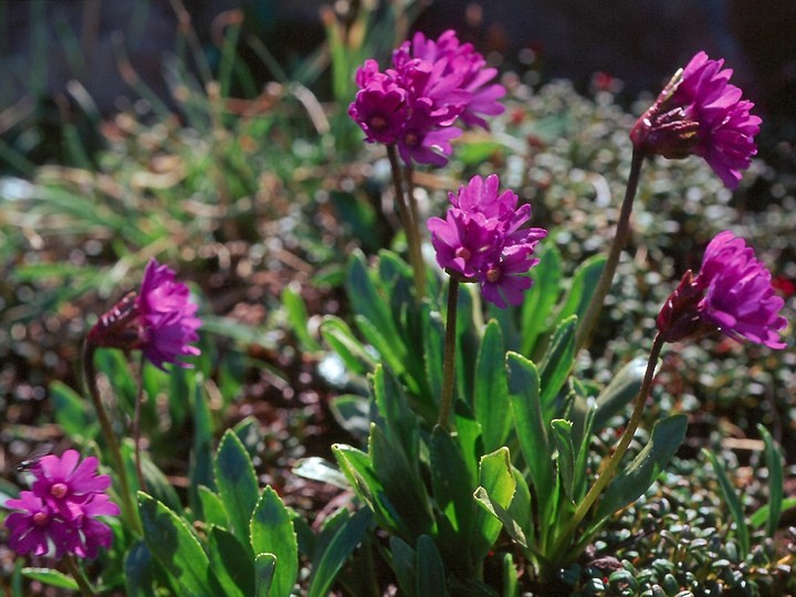 Primula glutinosa