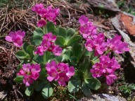 Primula villosa