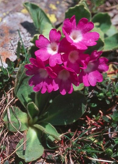 Primula villosa