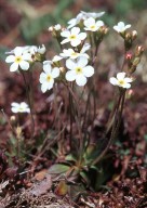 Androsace obtusifolia