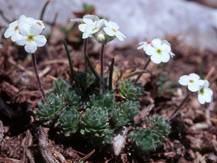 Androsace villosa