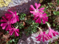 Primula minima