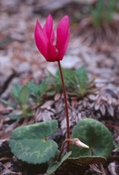 Cyclamen europaeum