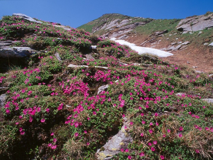 Primula minima