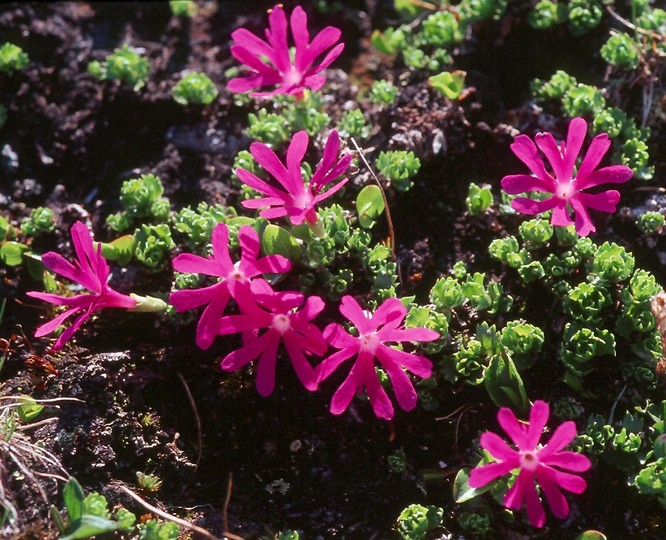 Primula minima