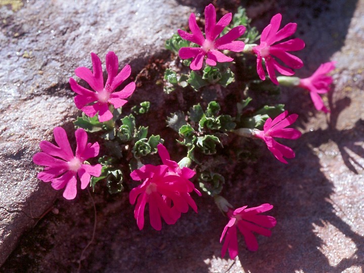 Primula minima