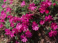 Primula minima