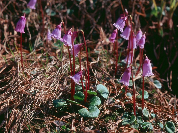 Soldanella pusilla