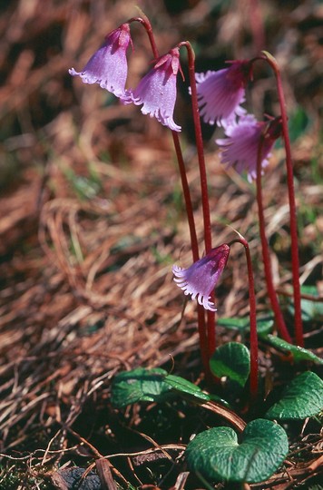 Soldanella pusilla