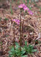 Primula stricta