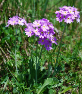 Primula farinosa