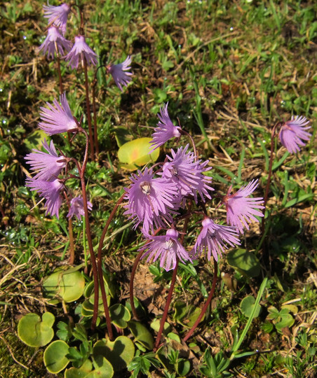 Soldanella alpina