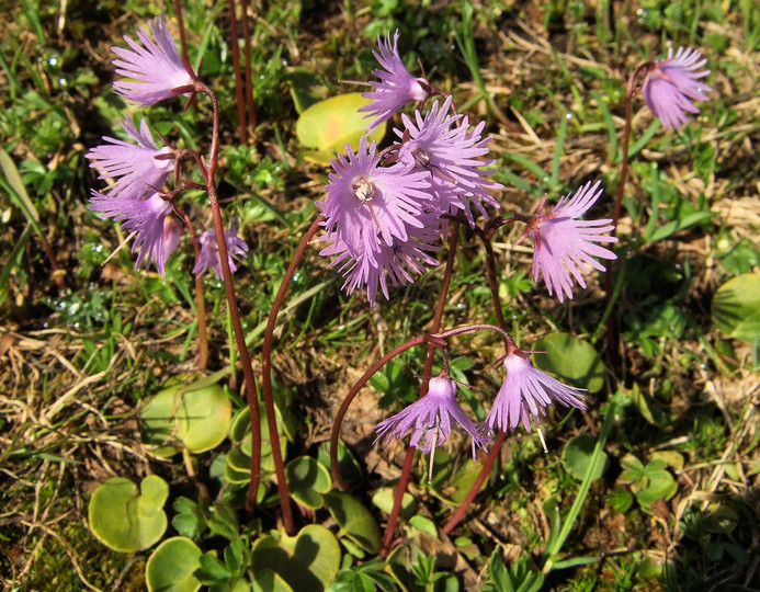 Soldanella alpina