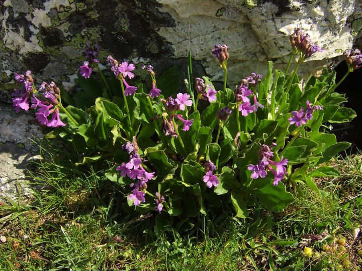 Primula latifolia