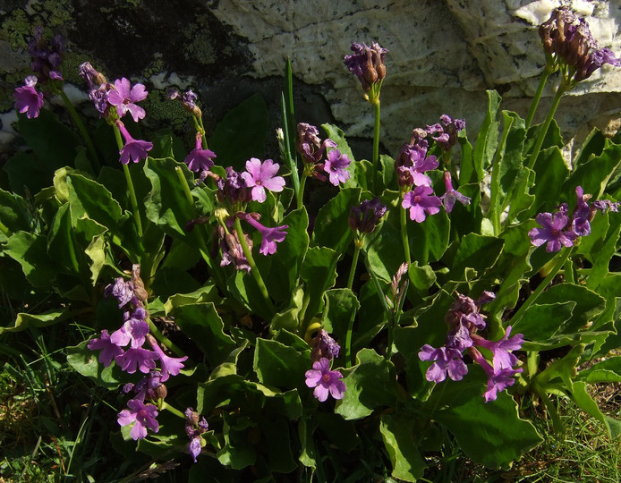 Primula latifolia