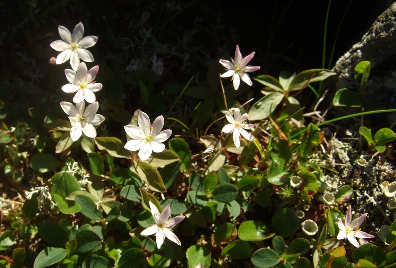 Trientalis europaea