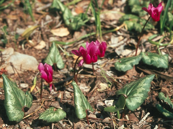 Cyclamen repandum