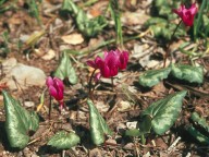 Cyclamen repandum