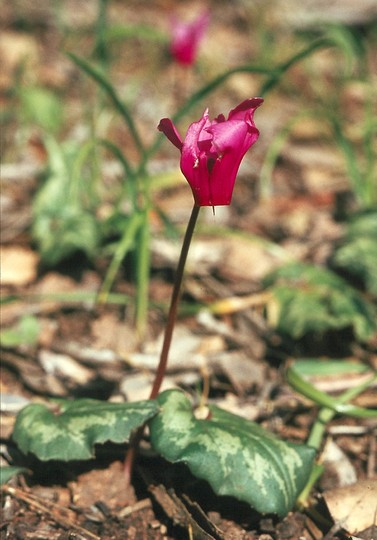 Cyclamen repandum