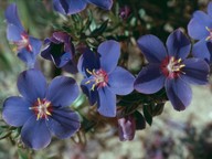 Anagallis monelli