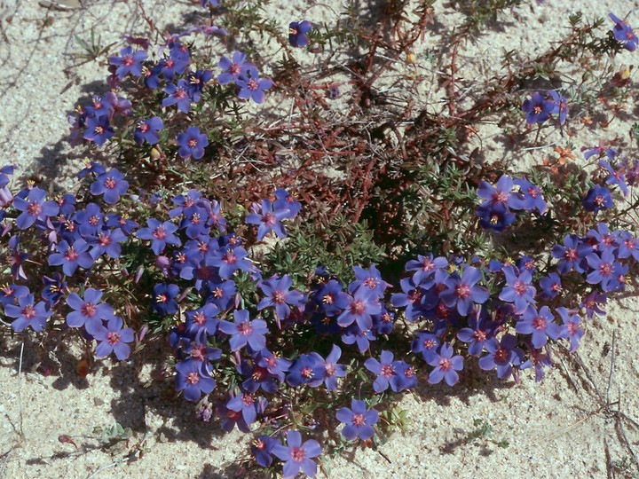 Anagallis monelli