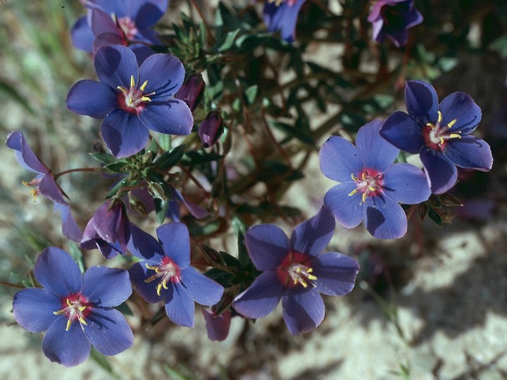 Anagallis monelli