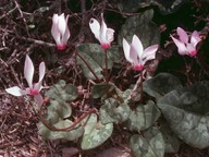 Cyclamen persicum