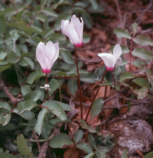 Cyclamen persicum