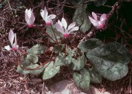 Cyclamen persicum