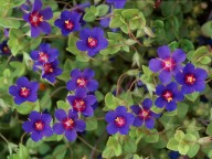 Anagallis foemina