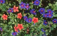 Anagallis arvensis