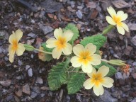 Primula vulgaris