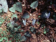 Cyclamen creticum