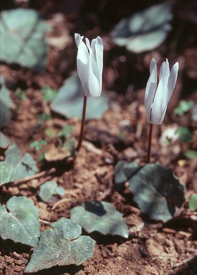 Cyclamen creticum