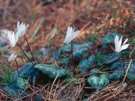 Cyclamen creticum