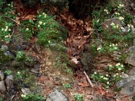 Primula vulgaris