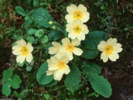 Primula vulgaris