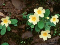 Primula vulgaris