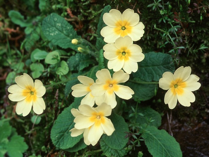 Primula vulgaris