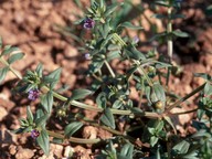 Anagallis micrantha