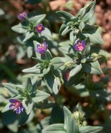 Anagallis micrantha