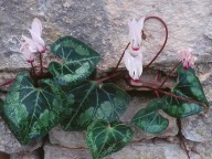 Cyclamen persicum