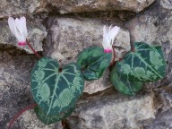 Cyclamen persicum