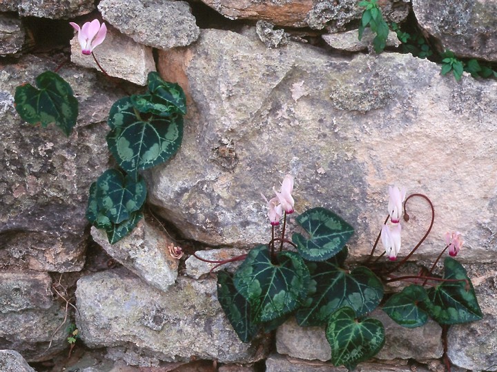 Cyclamen persicum